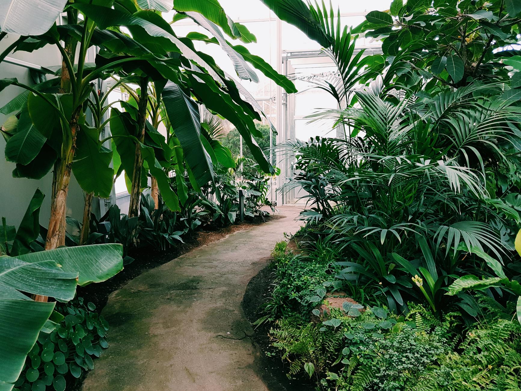 Free things to do in Glasgow including visiting the beautiful Botanic Gardens glasshouses