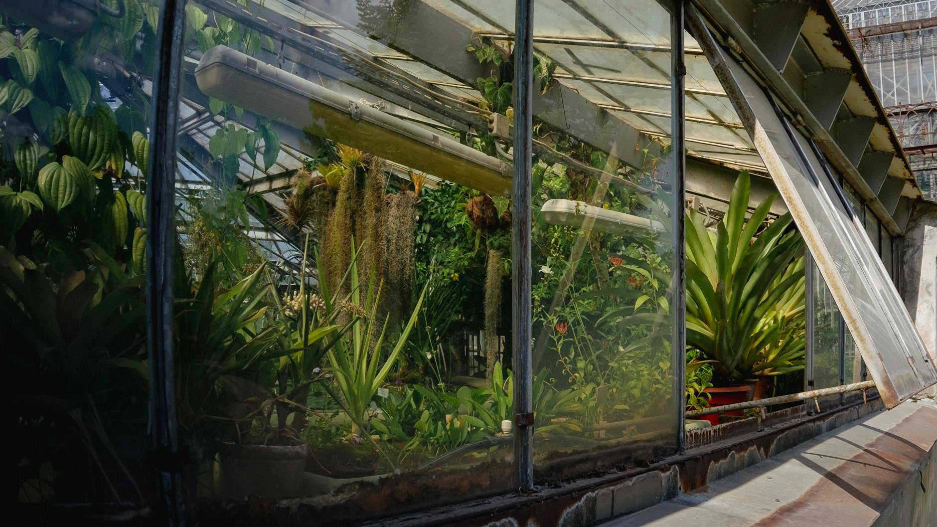 Victorian glasshouse at Glasgow Botanic Gardens