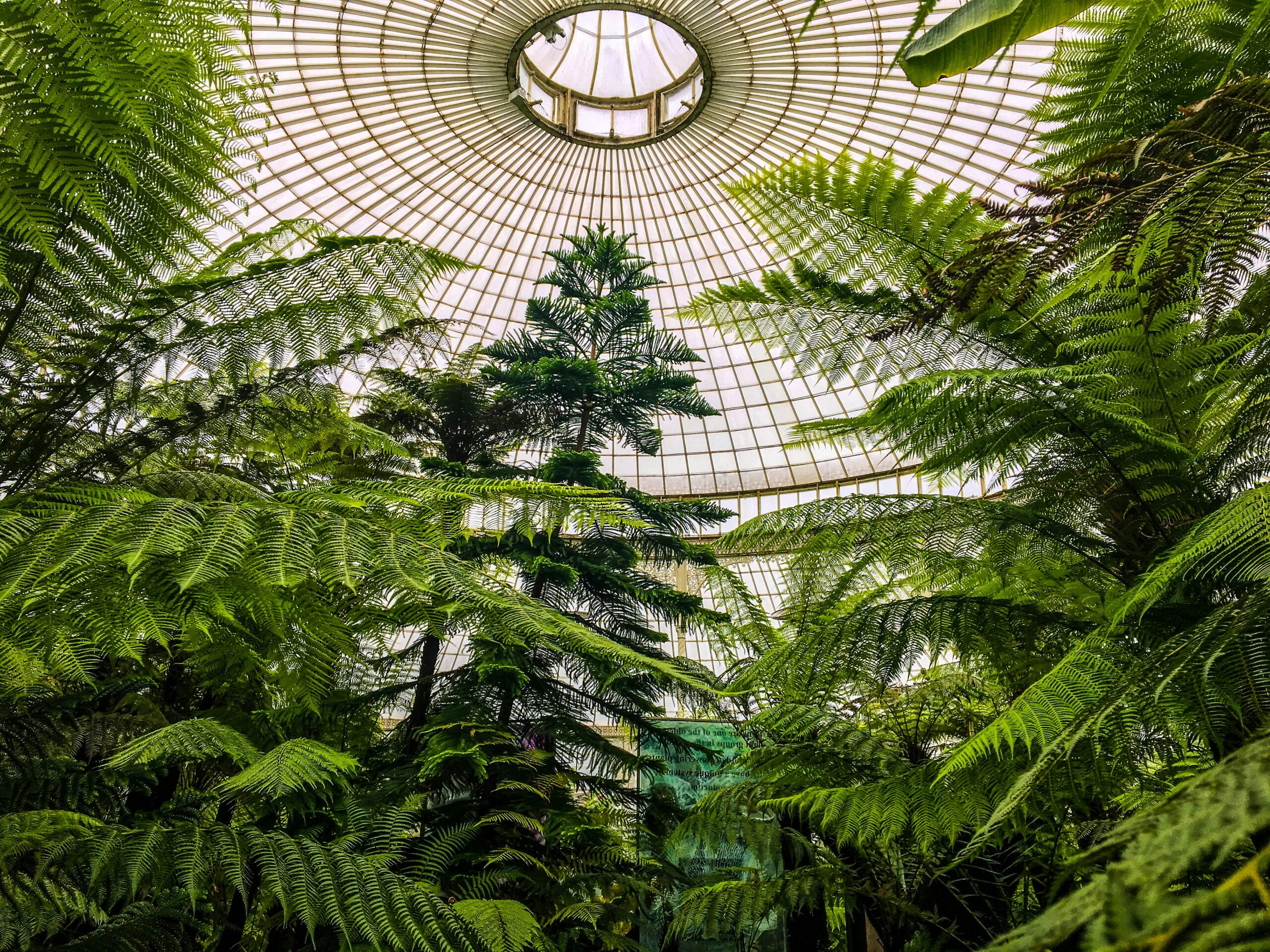 Lush ferns and tropical plants inside Kibble Palace at Glasgow Botanic Gardens