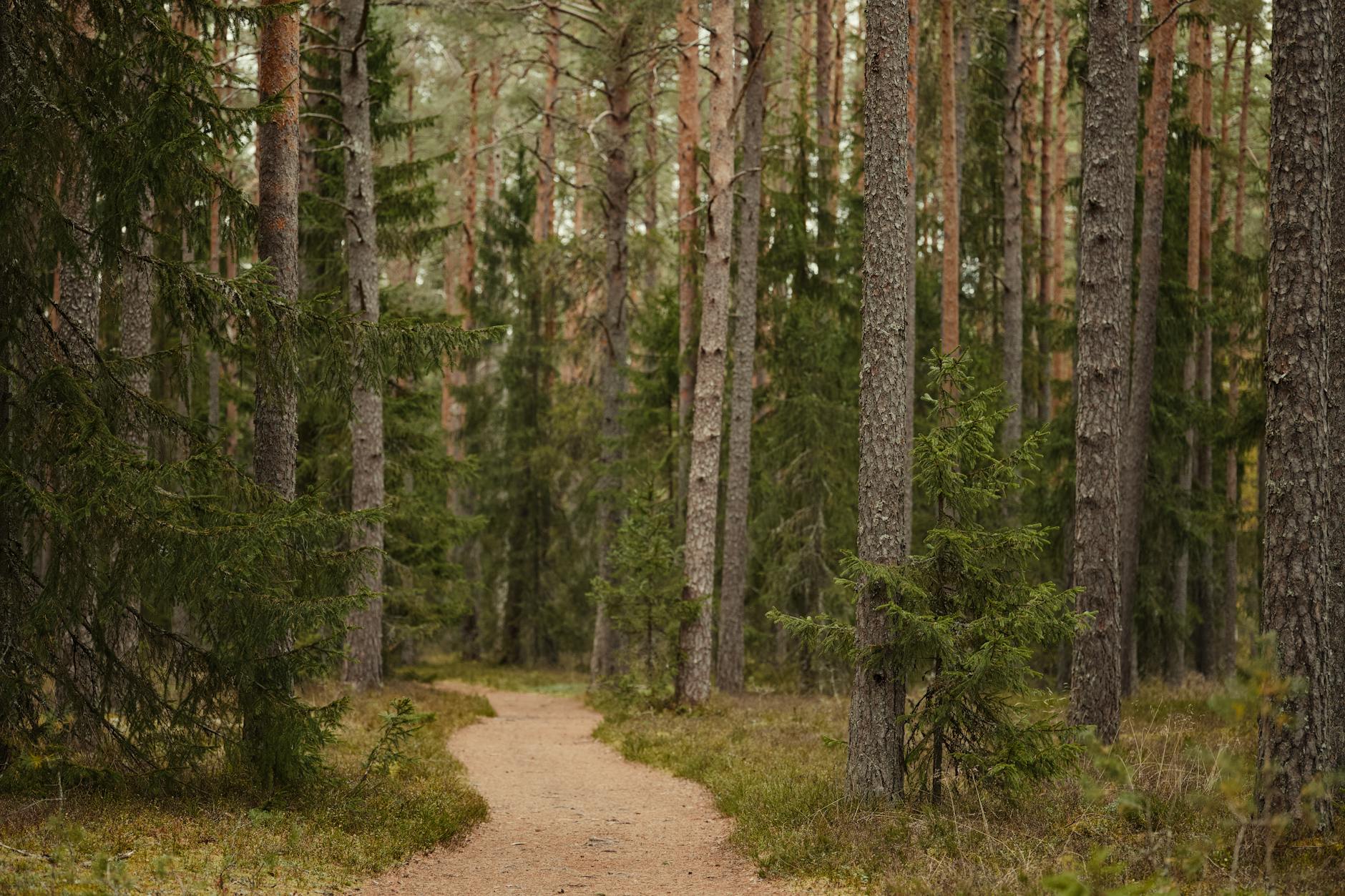 Woodland walking trail through a Glasgow country park