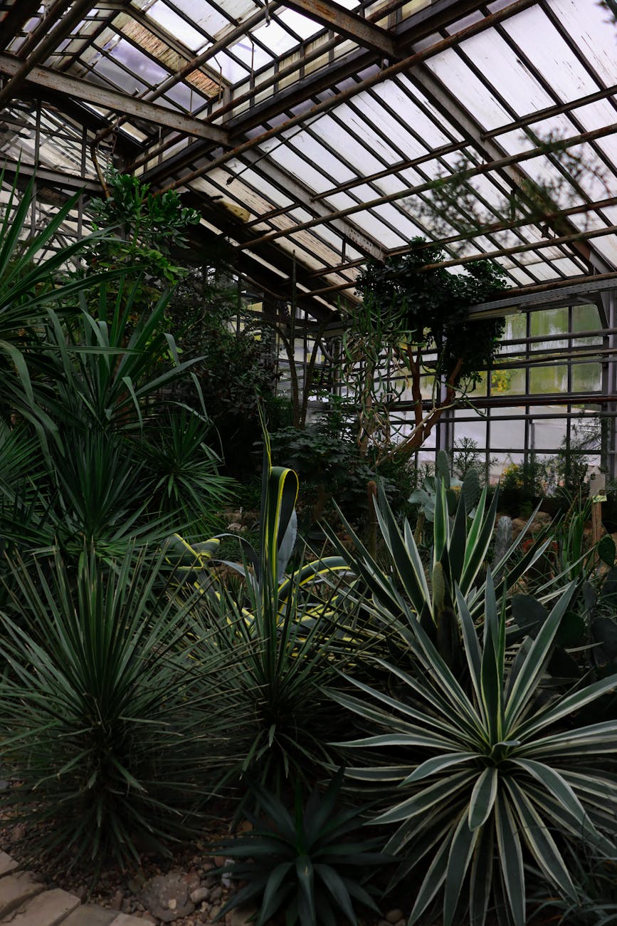 Glasgow parks Botanic Gardens glasshouse tropical plants Kibble Palace