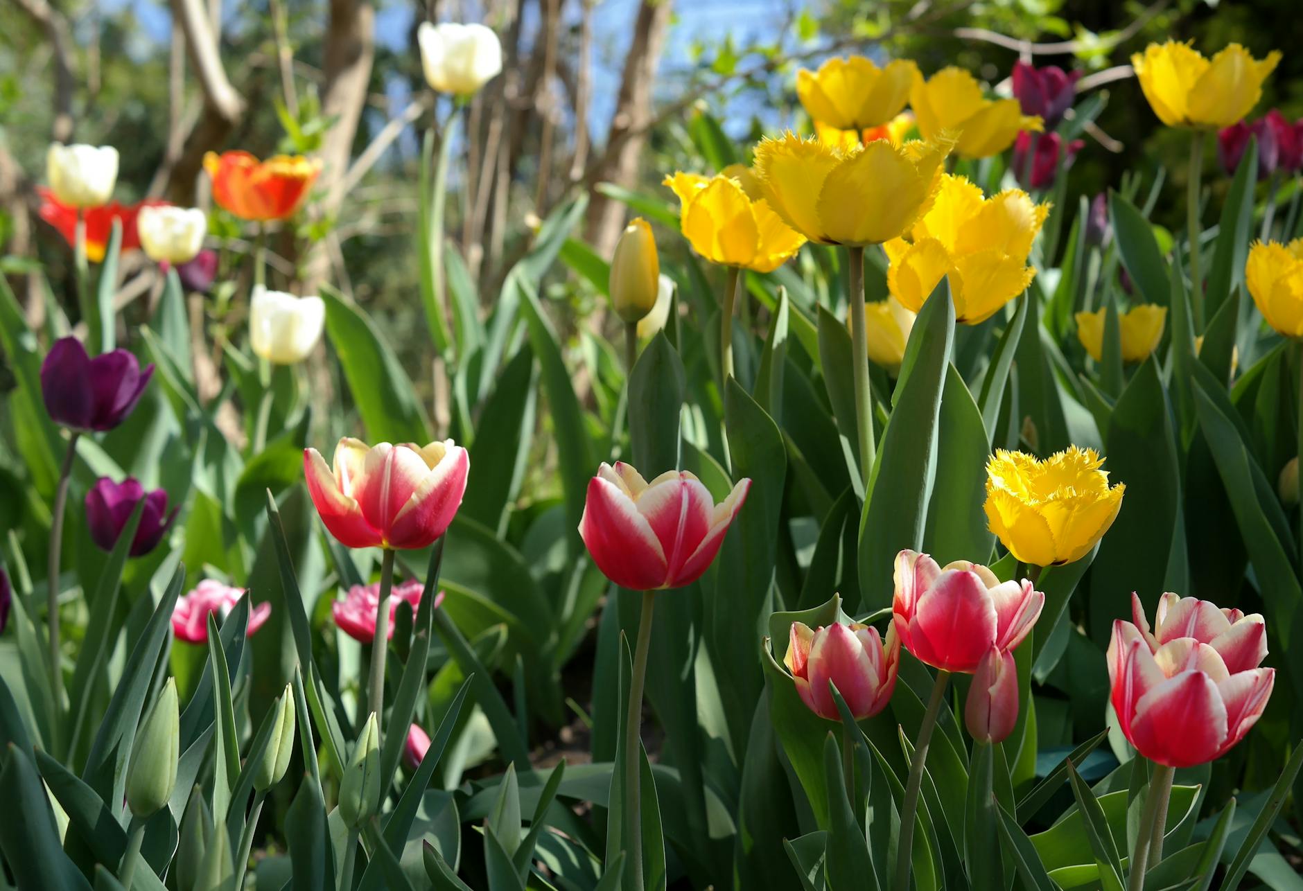 Glasgow parks Queen Park Victorian garden flowers blooming
