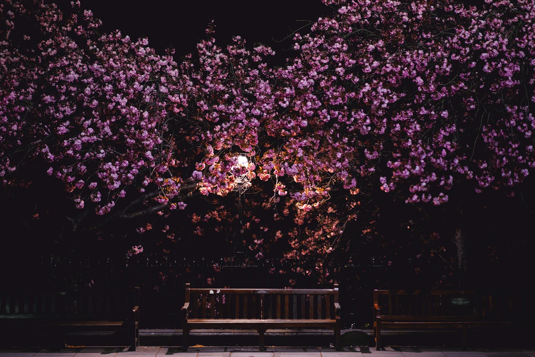 Spring blossom in a Glasgow park