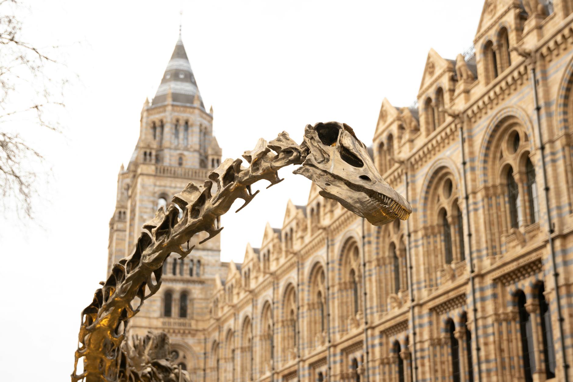 Natural history museum display Kelvingrove Glasgow