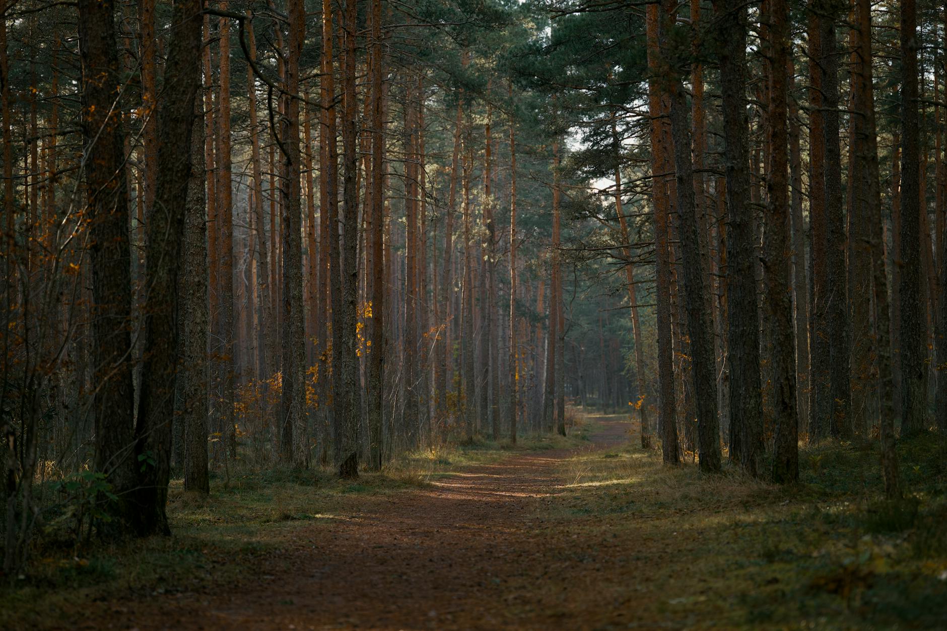 Woodland trail through Pollok Country Park in Glasgow