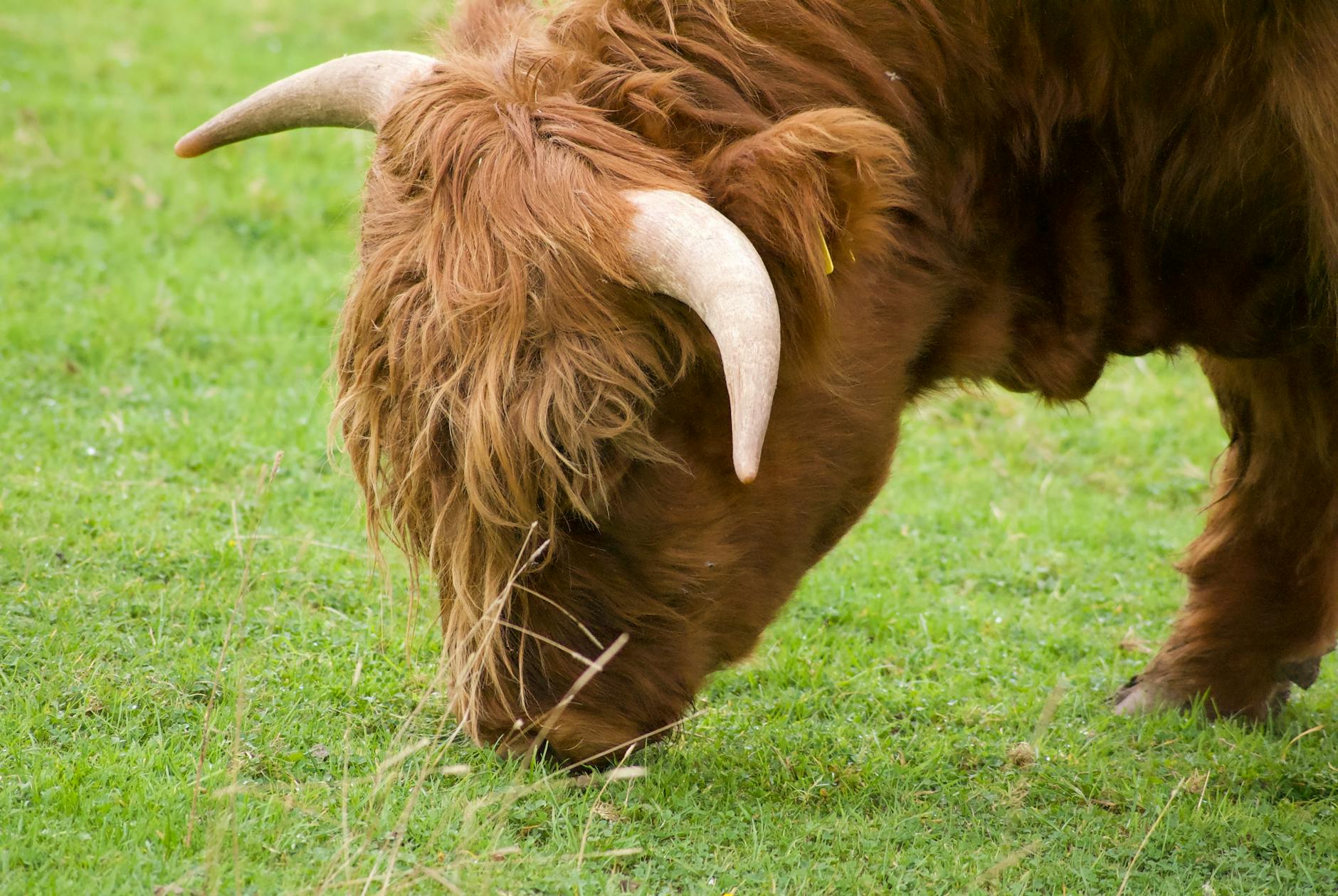 Highland cow grazing at Pollok Country Park Glasgow