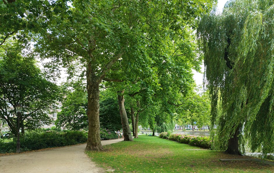 City Park Green Trees