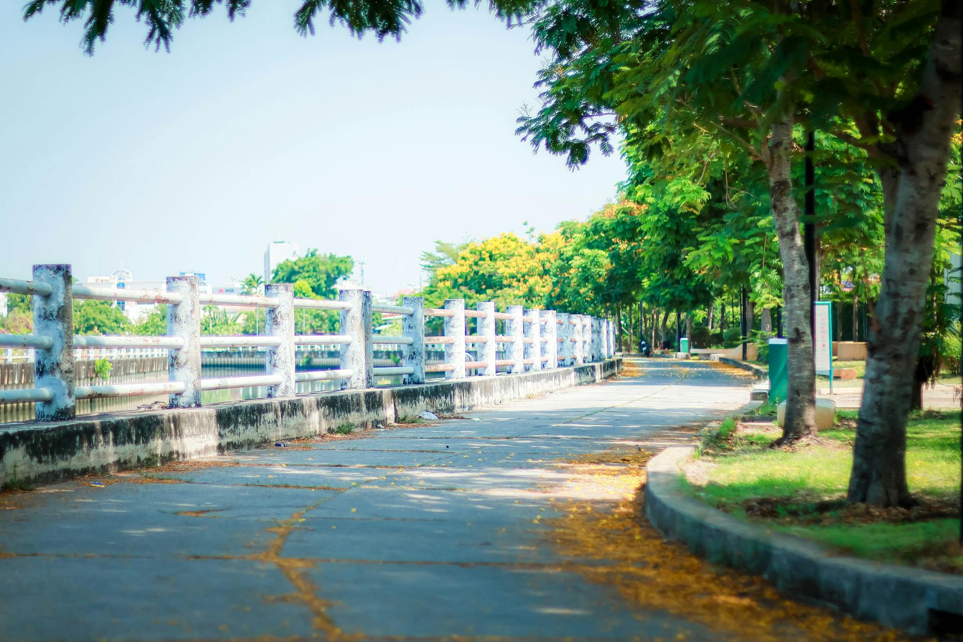 City Park Green Trees