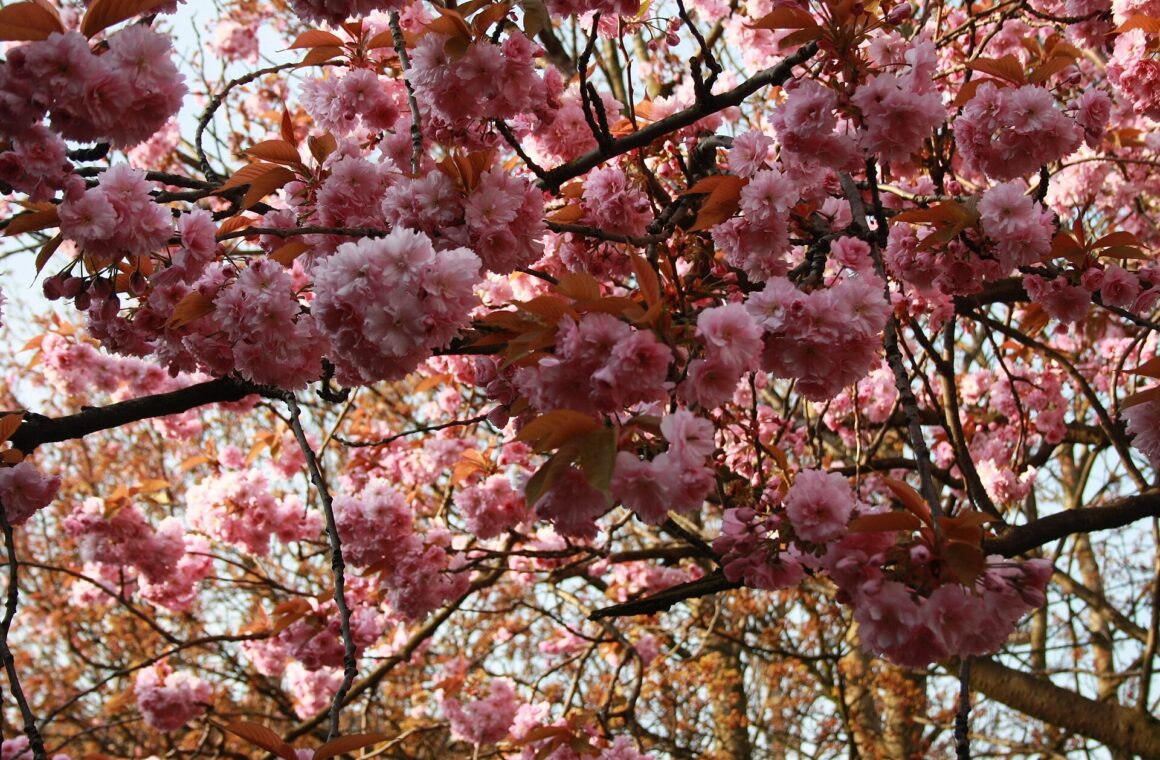 Branches heavy with clusters of pink double cherry blossom and young bronze leaves against a pale spring sky in Glasgow