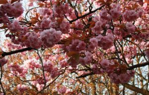 Branches heavy with clusters of pink double cherry blossom and young bronze leaves against a pale spring sky in Glasgow