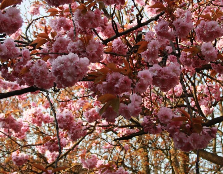 Branches heavy with clusters of pink double cherry blossom and young bronze leaves against a pale spring sky in Glasgow
