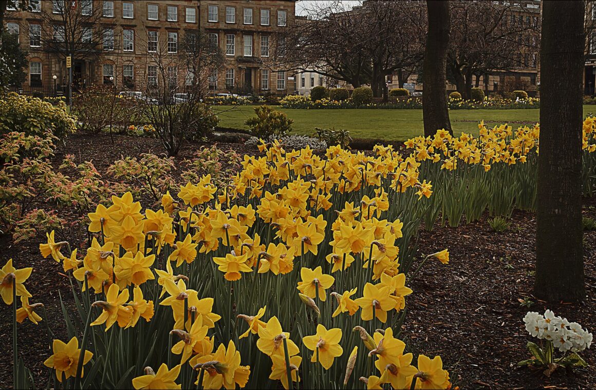 Banks of yellow daffodils in a Glasgow garden square, with lawns, bare trees and a terrace of sandstone townhouses behind