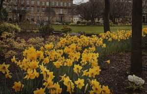 Banks of yellow daffodils in a Glasgow garden square, with lawns, bare trees and a terrace of sandstone townhouses behind