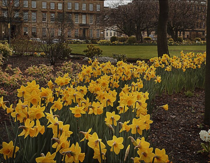 Banks of yellow daffodils in a Glasgow garden square, with lawns, bare trees and a terrace of sandstone townhouses behind