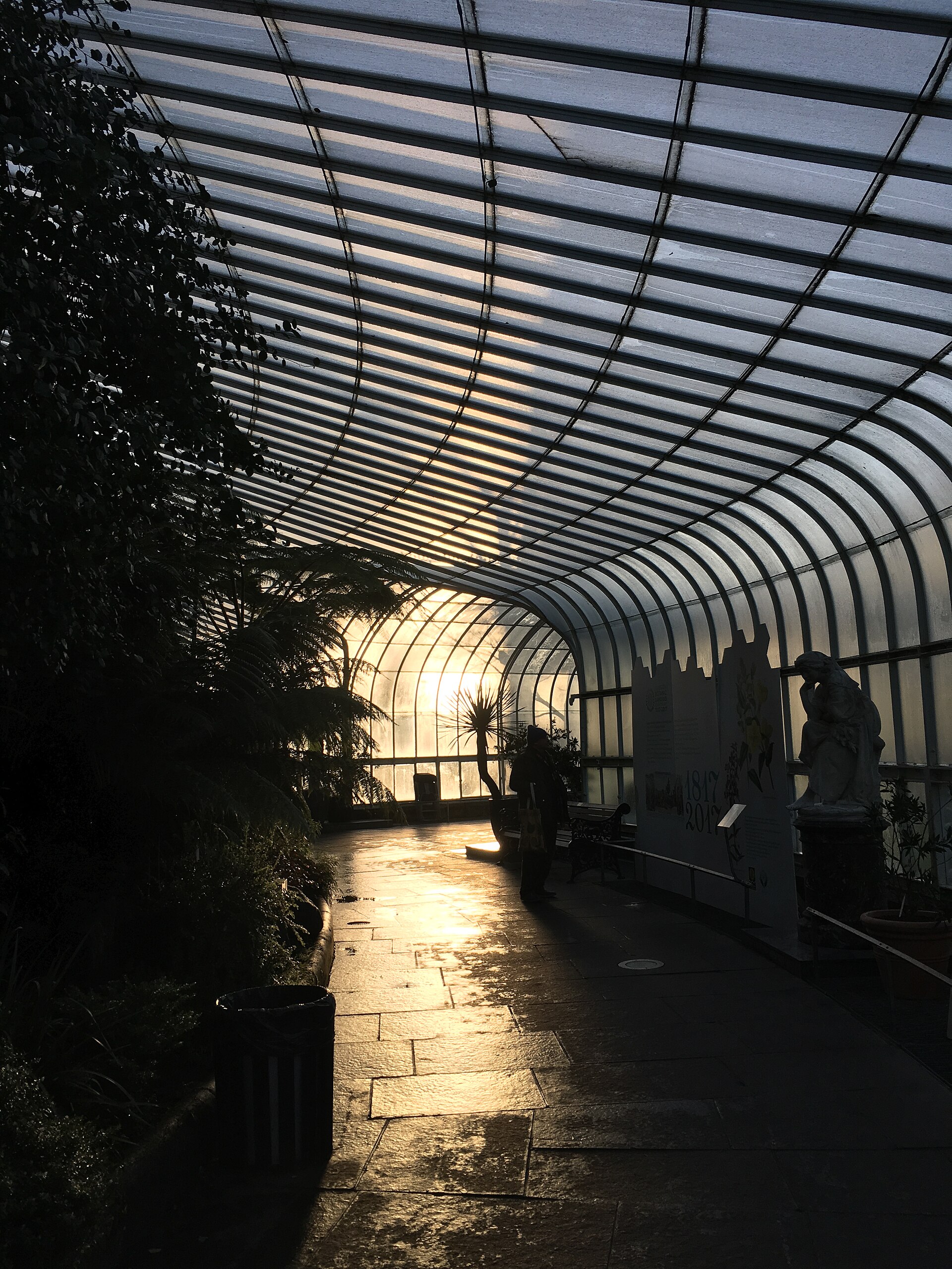 Inside the Kibble Palace glasshouse on a winter afternoon, low sun glowing through the curved glass roof above silhouetted tree ferns, a white statue and a visitor on the path