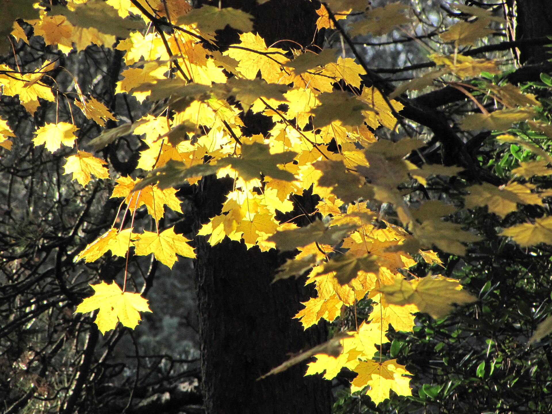 Backlit golden maple leaves hanging against dark tree trunks in the woods of Pollok Country Park