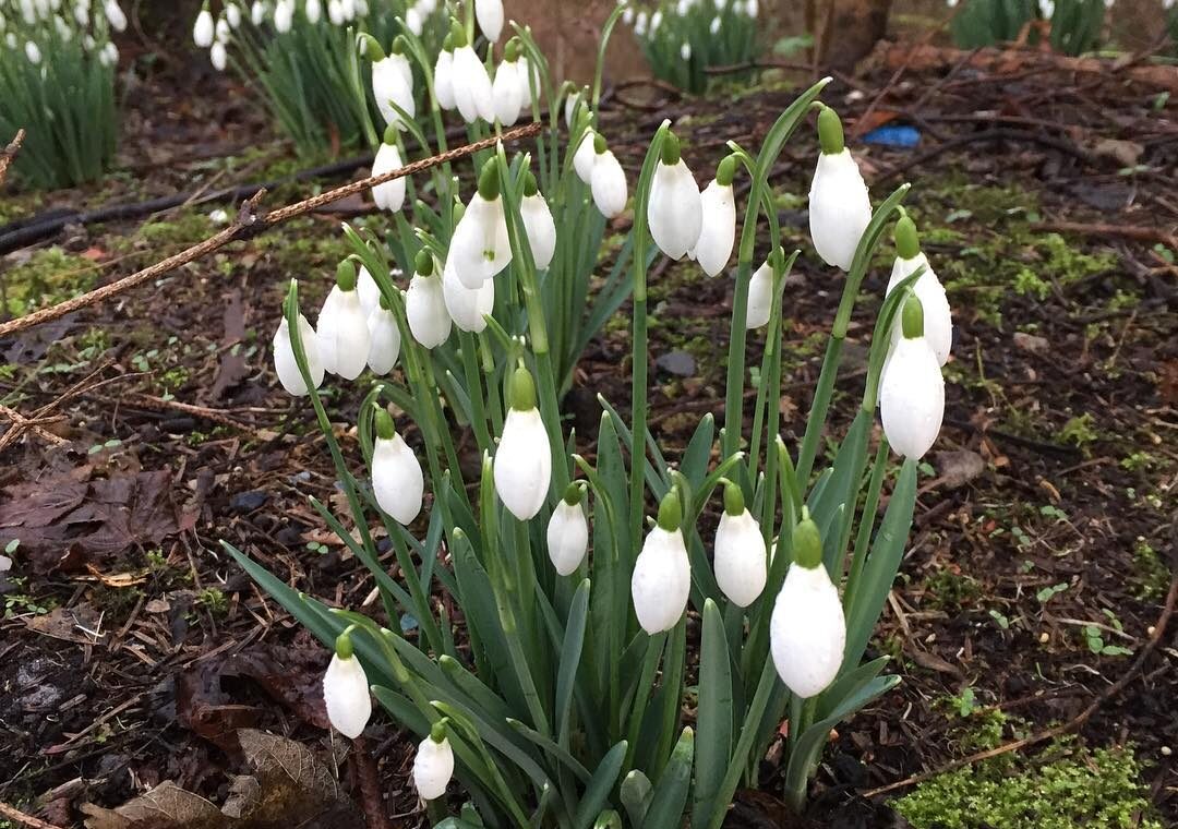 Clumps of white snowdrops flowering among dead leaves and moss on a woodland floor in Glasgow