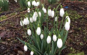 Clumps of white snowdrops flowering among dead leaves and moss on a woodland floor in Glasgow